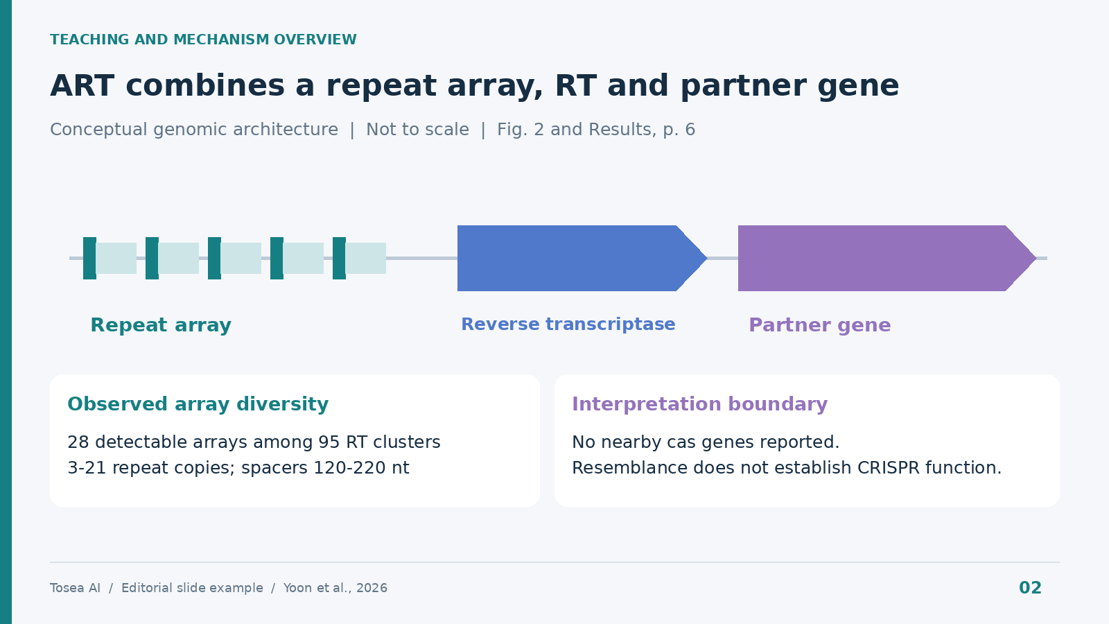 Teaching slide example showing the ART repeat array, reverse transcriptase gene, and partner gene in locus order, with observed array diversity and an interpretation boundary