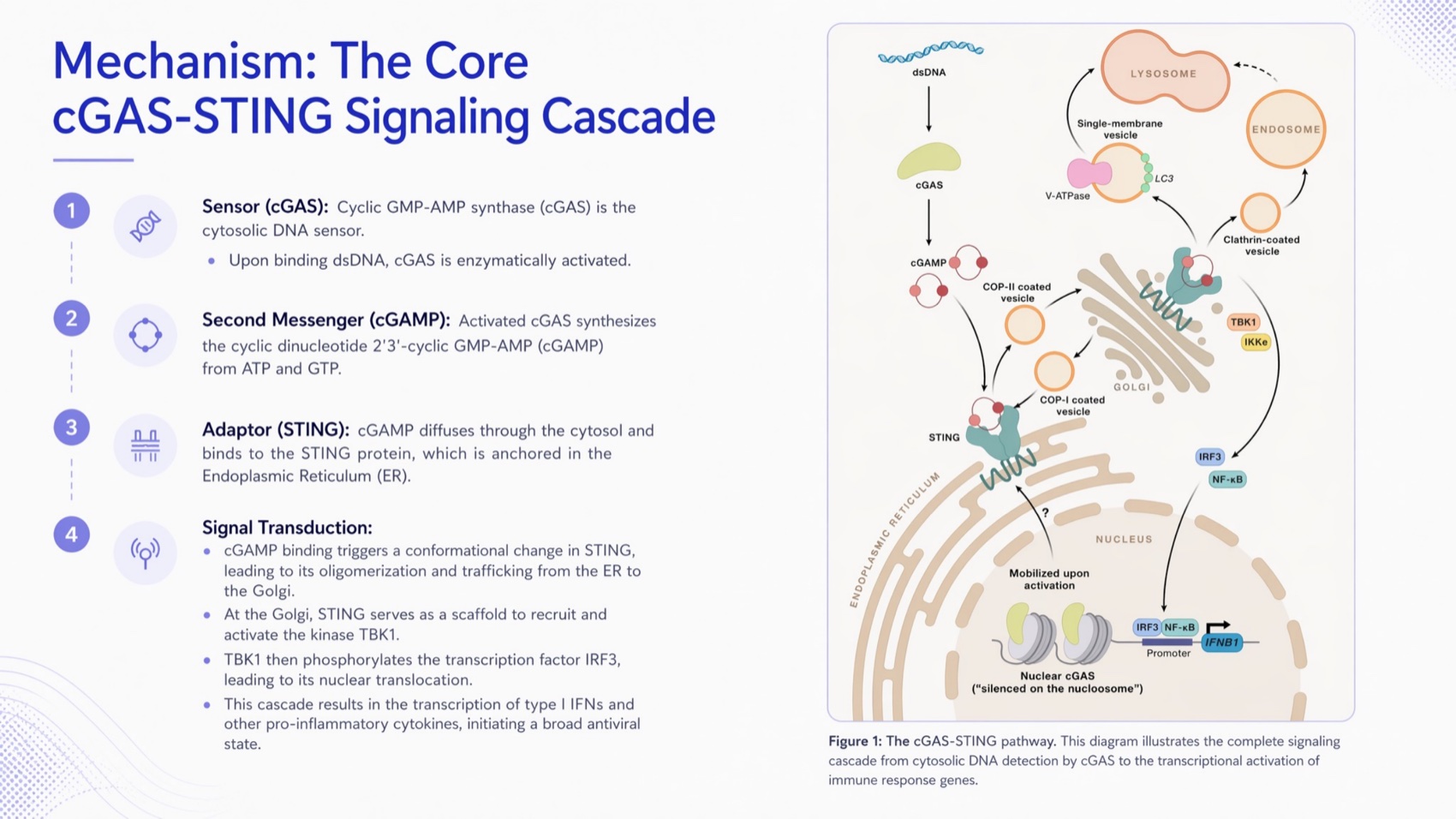 Generated cGAS-STING core signaling slide using Figure 1